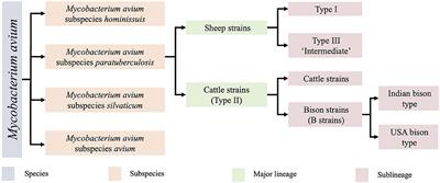 Comparative Genomics of Mycobacterium avium Subspecies Paratuberculosis Sheep Strains